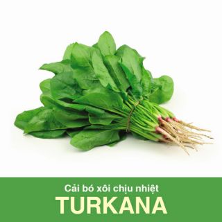 Cải bó xôi