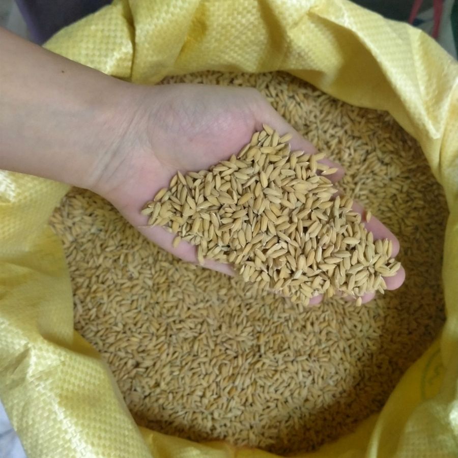 Thóc  Cho Chim, Gà, Vịt – Thức Ăn Cho Chim Cảnh, Gia Cầm