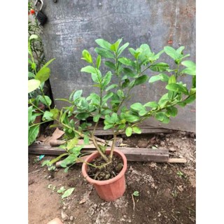 [Xả - Cắt Lỗ ] Cây Chanh Vàng Mỹ