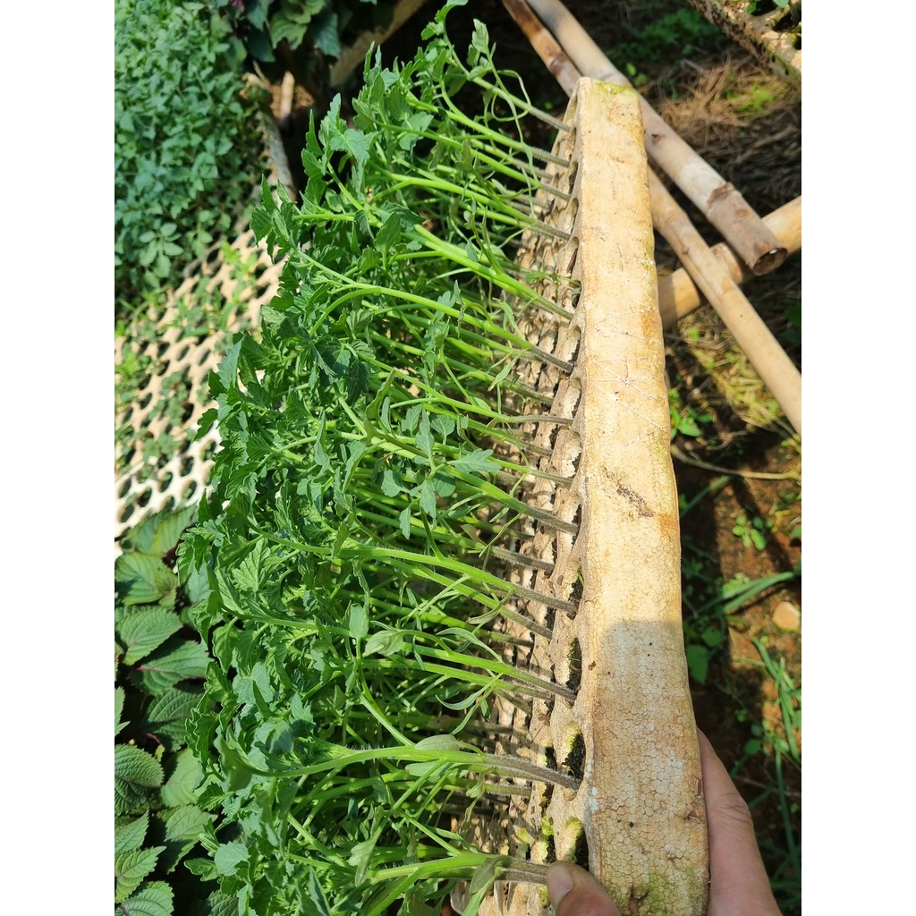 Cây giống cà chua socola, nova vàng, nova đỏ, beef ươm vỉ như hình-vườn của boss