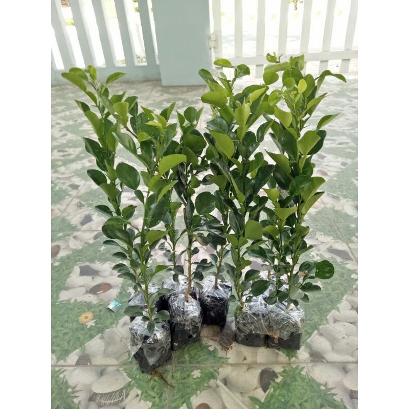 Cây chúc giống An Giang