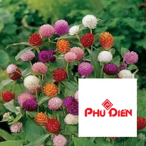 100 Hạt giống hoa cúc bách nhật nhiều màu TRỢ GIÁ