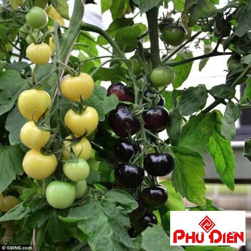 20 Hạt giống cà chua đen  PHÚ ĐIỀN