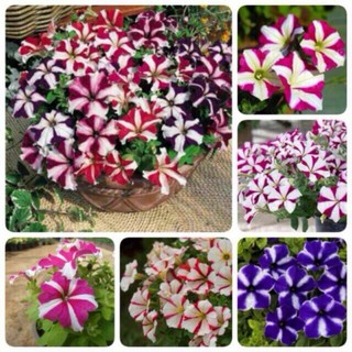  Hạt giống Hoa Dạ yến thảo sọc – 50Hạt