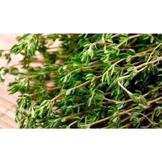 Hạt giống Cỏ Xạ Hương (Thyme) 🍀