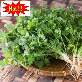 Hạt giống ngò rí (rau mùi) 20g