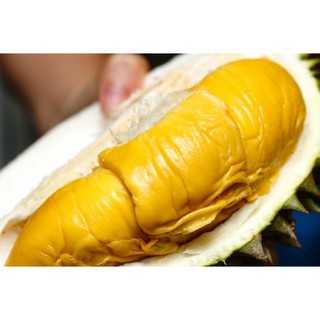 Sầu Riêng MusangKing