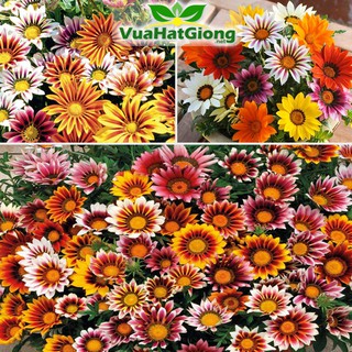 Hạt Giống Hoa Cúc Huân Chương Mix Đủ Màu