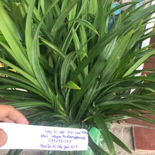 Cây lá nếp (còn hàng)