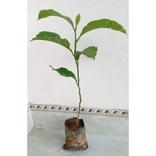 COMBO 2 CÂY CHAY LÕI ĐỎ CÂY GIỐNG