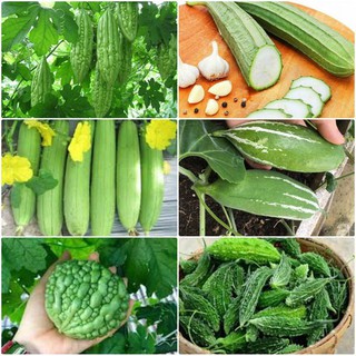Combo 5 gói hạt giống cây ăn trái dễ trồng - tặng 1 phân bón - DC