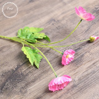 Cành hoa Poppy Trắng