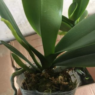 Lan Hồ Điệp Đại Đã Có Ngồng Hoa