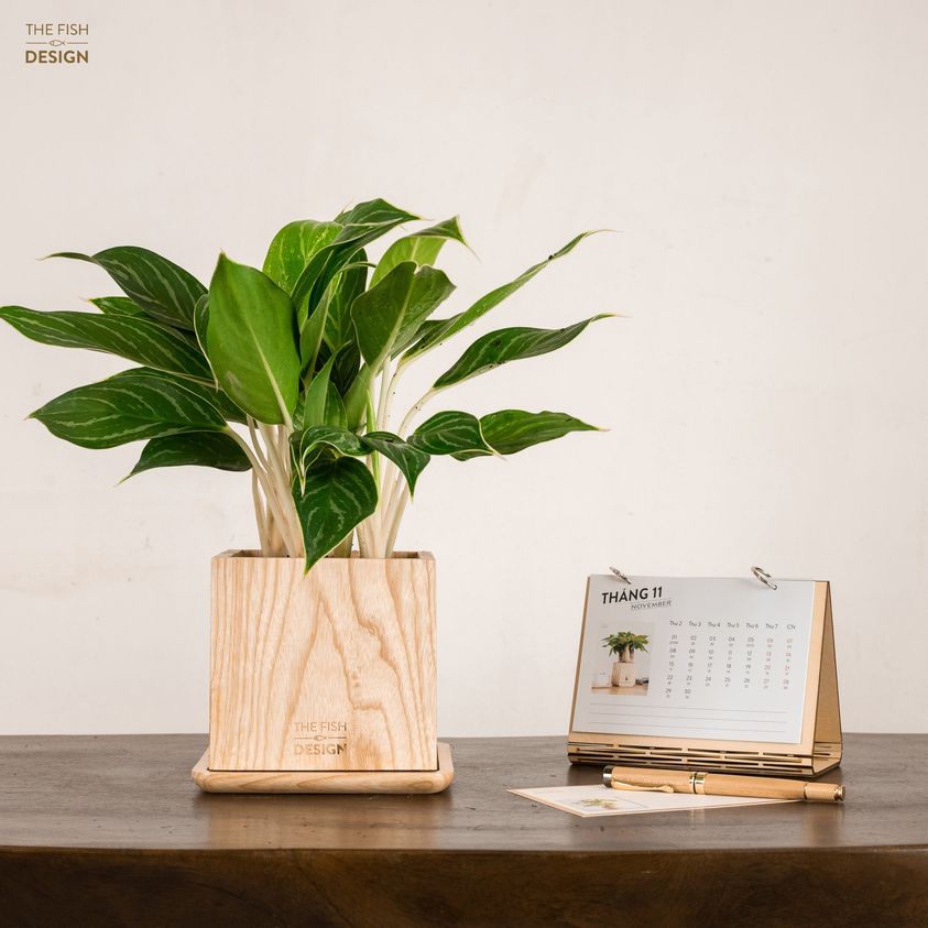 Chậu cây bạch mã hoàng tử | THE FISH SIZE L