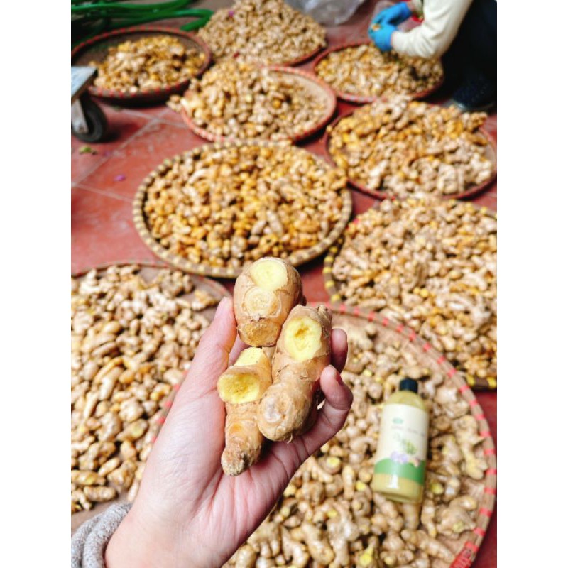 Nước cốt gừng tươi tràm tỏi tắm bé an toàn