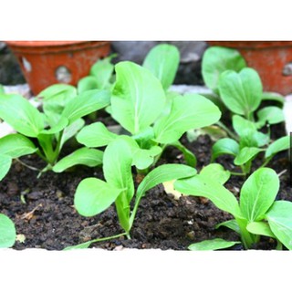 20gr - HẠT GIỐNG CẢI THÌA