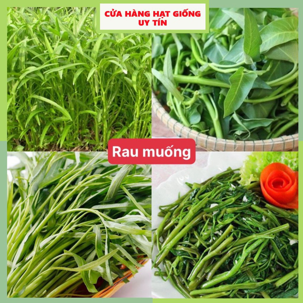 Hạt giống rau muống F1 loại dễ trồng năng suất cao kháng sâu bệnh (gói 500gram,1kg)