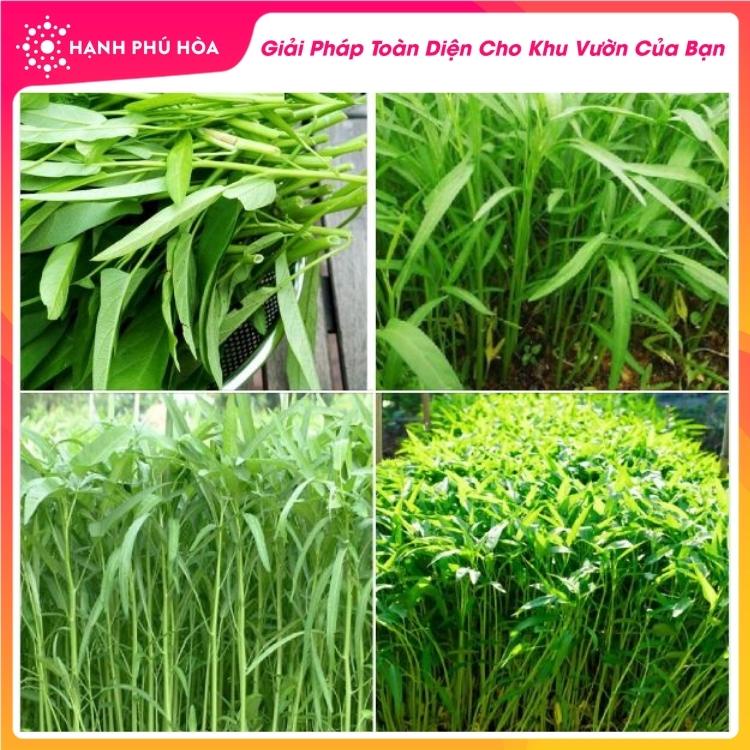 Hạt Giống Rau Muống Cao Sản Chánh Nông 100g/Gói- Cây Sinh Trưởng Mạnh, Kháng Bệnh Tốt, Đồng Đều, Ăn Ngon Ngot