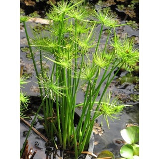 Cây thủy trúc thái - Cyperus alternifolius