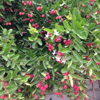 Cây Siro - làm cảnh và ăn quả