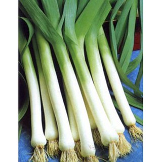 Hạt Giống Tỏi Tây (Hành Baro ) Rado 642 Rạng Đông Gói 1 g, Kháng Bệnh Tốt, Trồng Quanh Năm