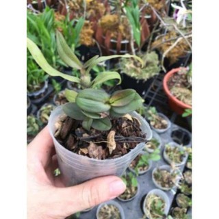 Hoa phong lan giả hạc đaklay gieo hạt