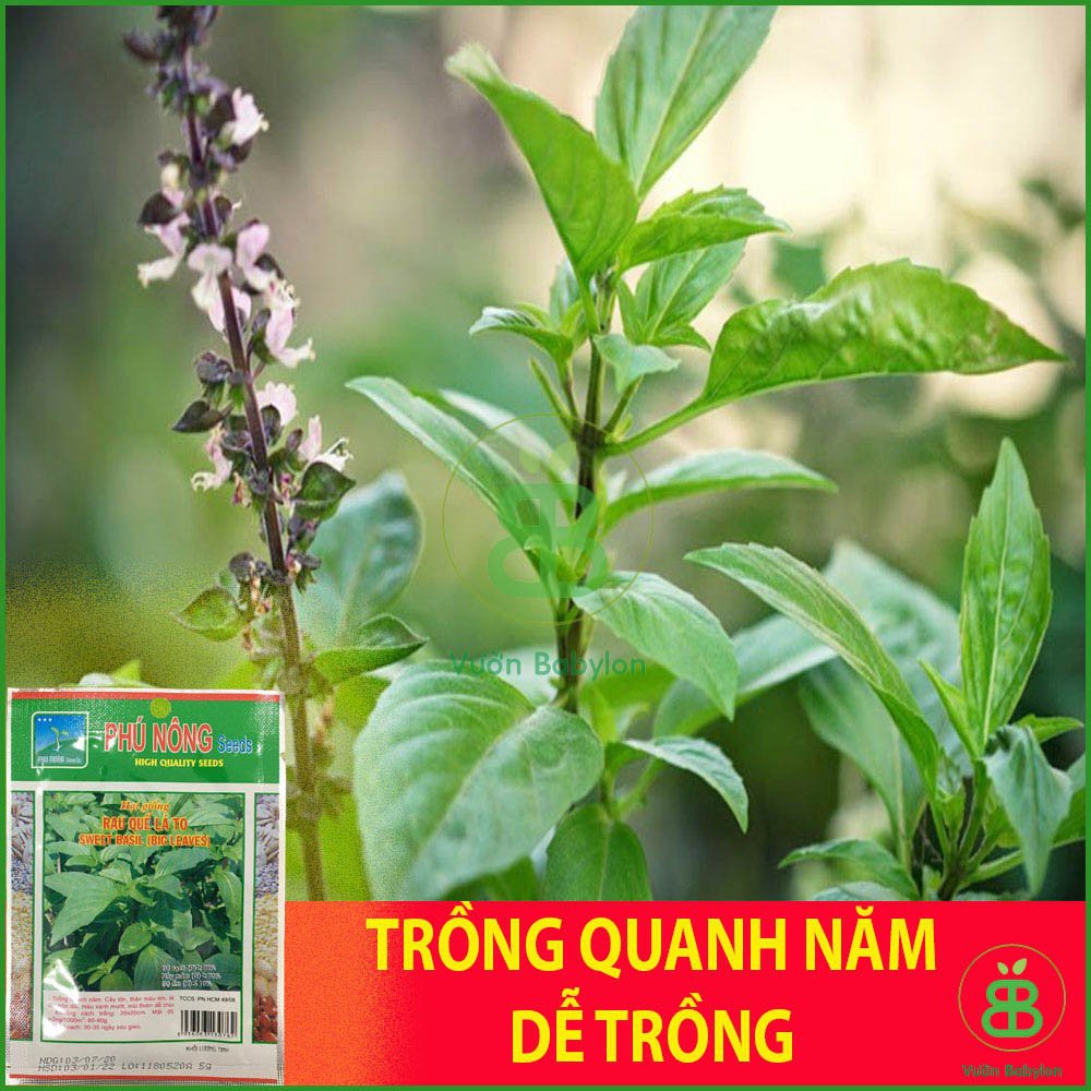 Hạt Giống Rau Húng Quế 5Gr Dễ Trồng, Thơm Ngon