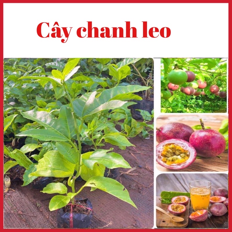 Cây chanh leo ( dây) tím và vàng 3 tháng ra quả ( ảnh thật hình cuối)