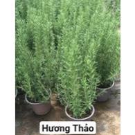 Cây Hương Thảo