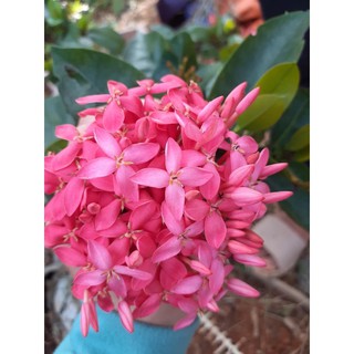 cây mẫu đơn mỹ hồng cao 45-50cm