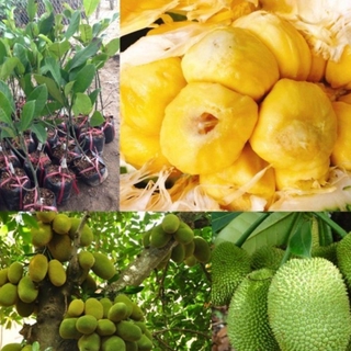 cây mít tố nữ nữ hoàn của các loại mít