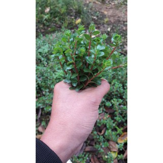cây thủy sinh vảy ốc siêu đỏ