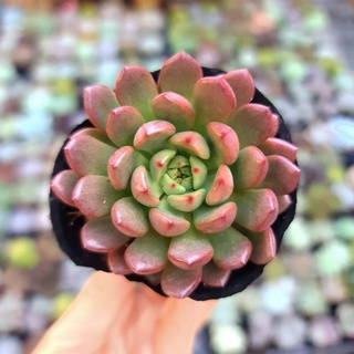 Sen đá ruby đỏ thuần khí hậu nắng nóng