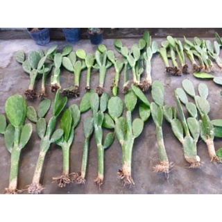 Xương Rồng Tai Thỏ.
