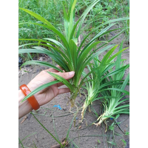 Cây giống lá dứa thơm