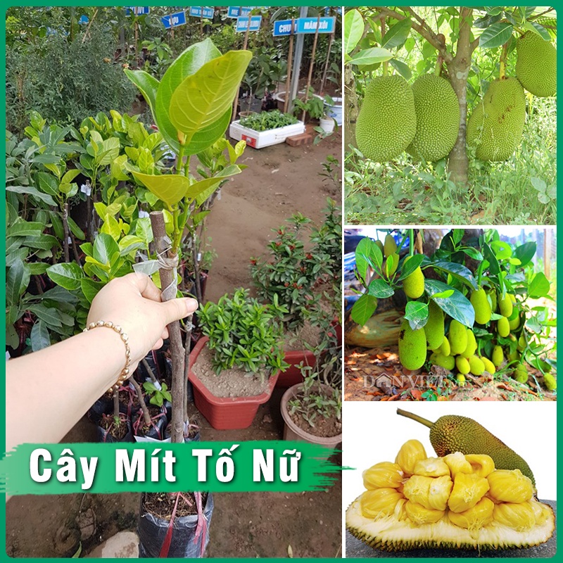 Cây Mít Tố Nữ Giống kèm bầu đất cao 60cm - 80cm dễ trồng & chăm sóc phát triển tốt - ít sâu bệnh - hiệu quả kinh tế cao