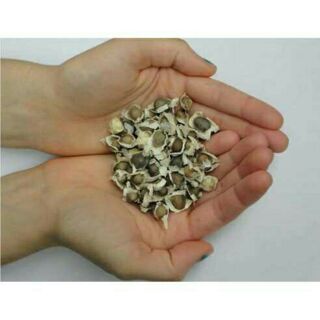 20 Hạt giống cây chùm ngây