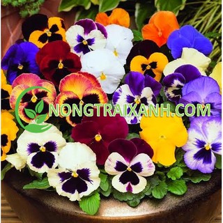 50h - hạt giống hoa pansy hoa cánh bướm mix nhiều màu/ viola