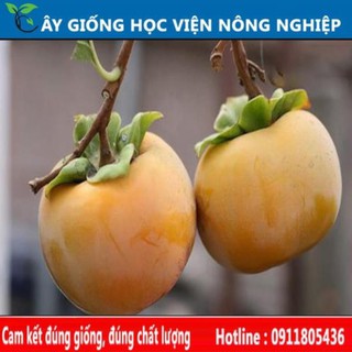 Sản phẩm Cây Ăn Trái cây giống hồng giòn vị ngọt đặc biệt