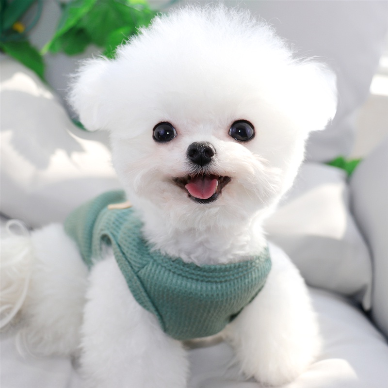 Áo Sơ Mi Sát Nách Vải Mỏng Thoáng Khí Thời Trang Mùa Hè Cho Thú Cưng