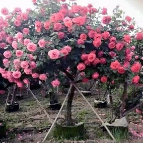 Hạt Giống Hoa Hồng Ngoại Mix Đủ Loại