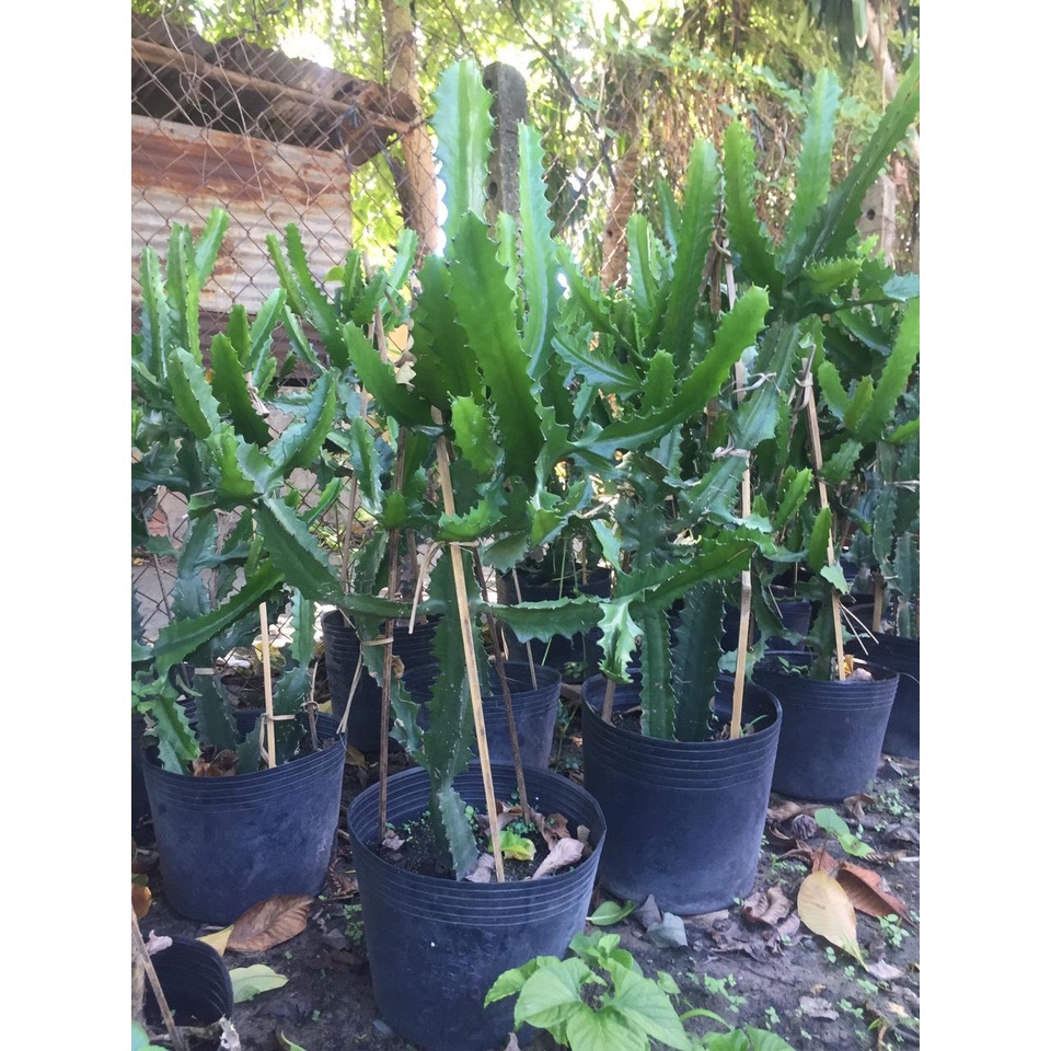 Xương rồng gai cho bà đẻ, trẻ sơ sinh treo cửa, mang đi đường để trẻ sơ sinh không quấy khóc