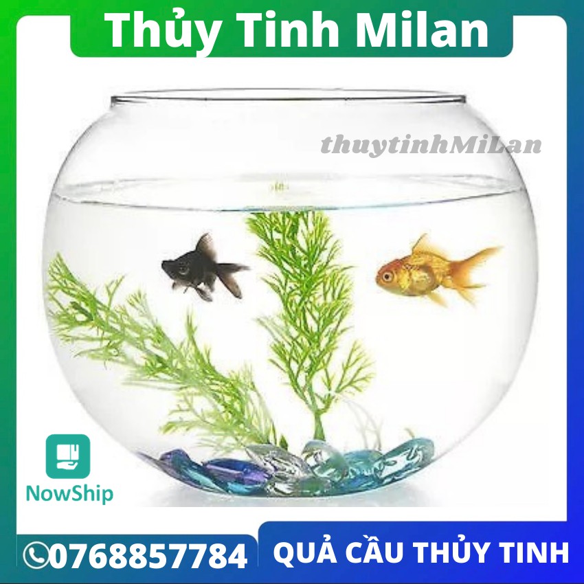 Bể cá thủy tinh tròn mini size lớn nhỏ để bàn phong thủy quả cầu nuôi cá trồng cây TERRARIUM ML_QC