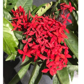 (1 chậu) Cây bông trang mỹ đỏ nhung ( hoa mẫu đơn )