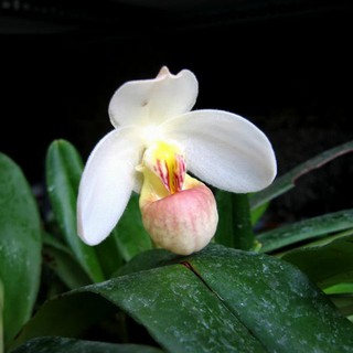 Hoa lan hài hương bóc rừng 1 cây