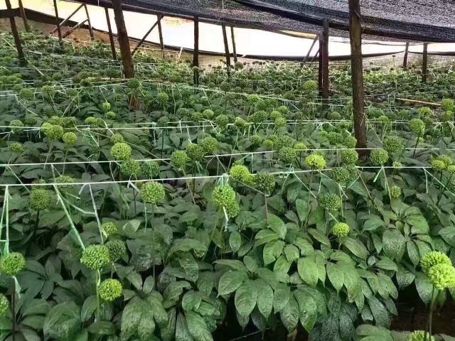 (FREESHIP) 500g nụ hoa tam thất bao tử loại hảo hạng | BigBuy360 - bigbuy360.vn