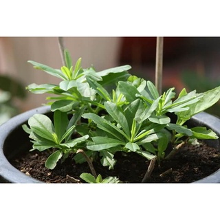 20 Hạt Giống Sâm Đất ( Thổ Sâm ) - (Talinum.Crassifolium,Willd)