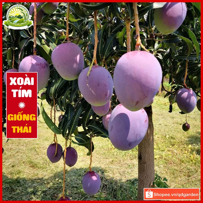Cây xoài tím Thái Lan chuẩn giống phù hợp các vùng miền khí hậu Việt Nam trái thơm ngon giá trị dinh dưỡng cao - QD52