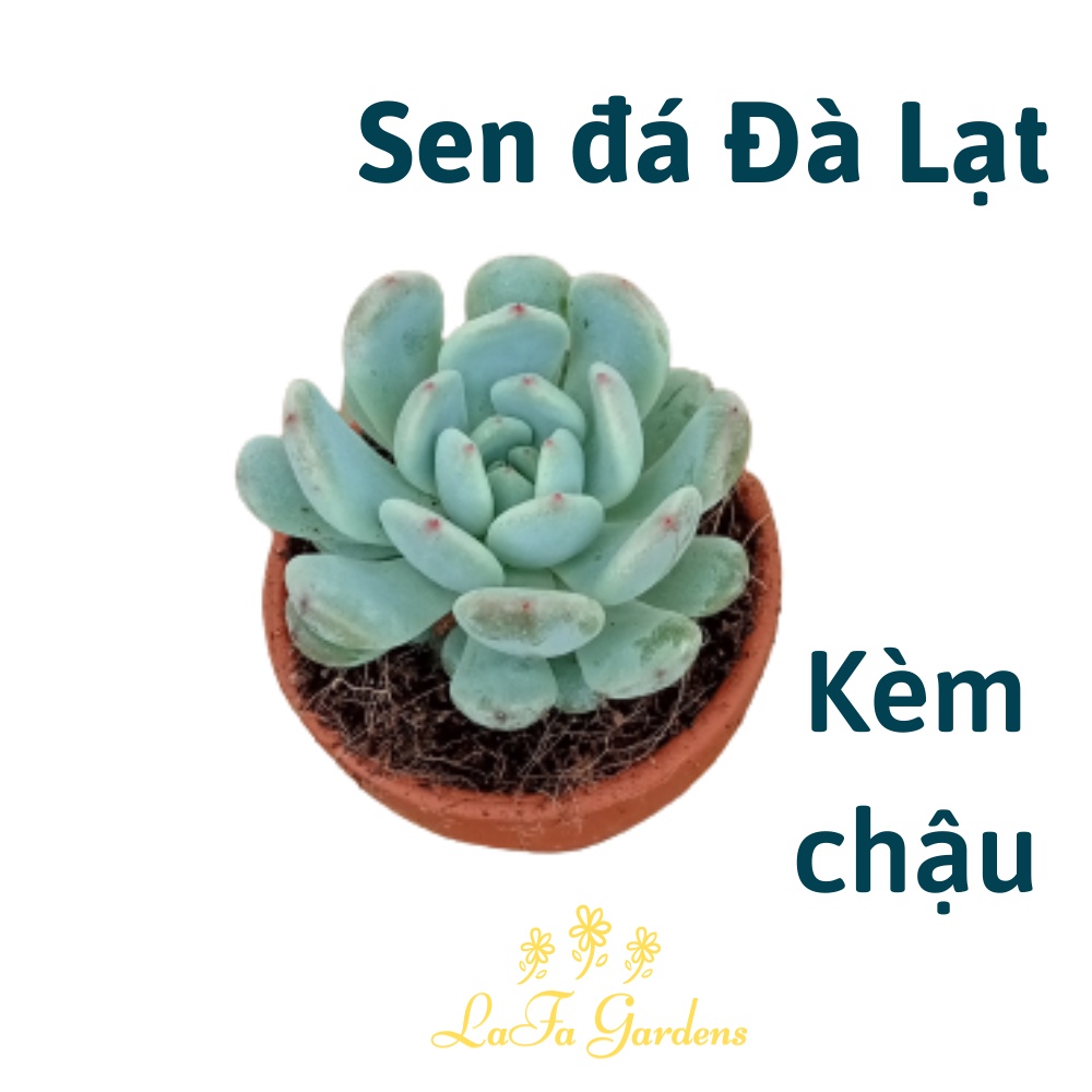 Sen đá Ruby Trắng đầu nhọn đỏ, cây kèm chậu đất nung màu nâu đỏ LAFA GARDEN