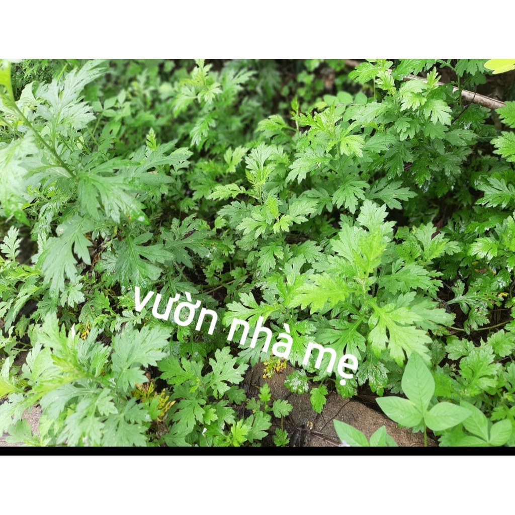 Cây ngãi cứu